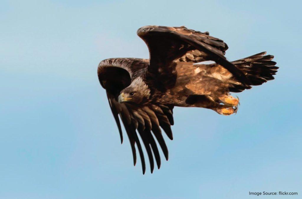 The Golden Eagles have powerful eyesight and strong talons