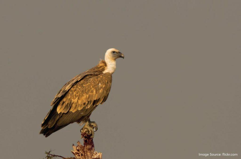 The Griffon Vulture is a bird of fascination for many because it is usually mentioned in fictional writings as well as movies as a powerful creature that can spread havoc! 