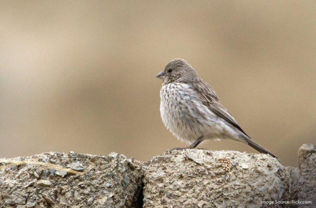 The Himalayan Rosefinch is a treat to the eye because of its rosy-red plumage that covers its body, head and chest. 