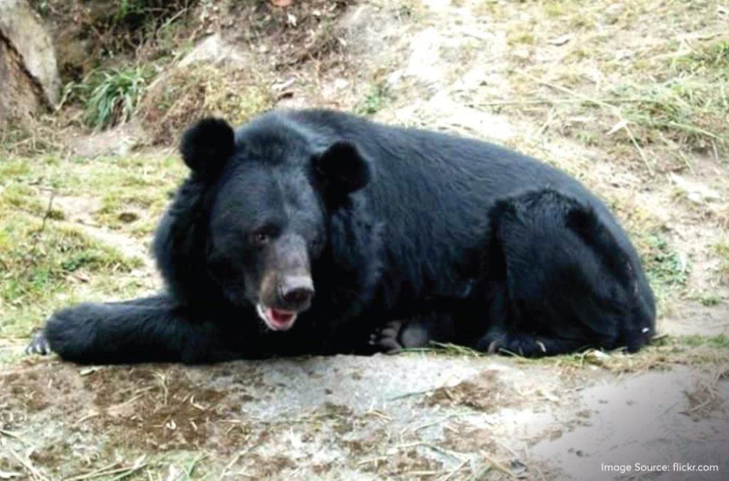 The Himalayan Black Bear is a medium-sized omnivore that resides in the Singalila National Park. 