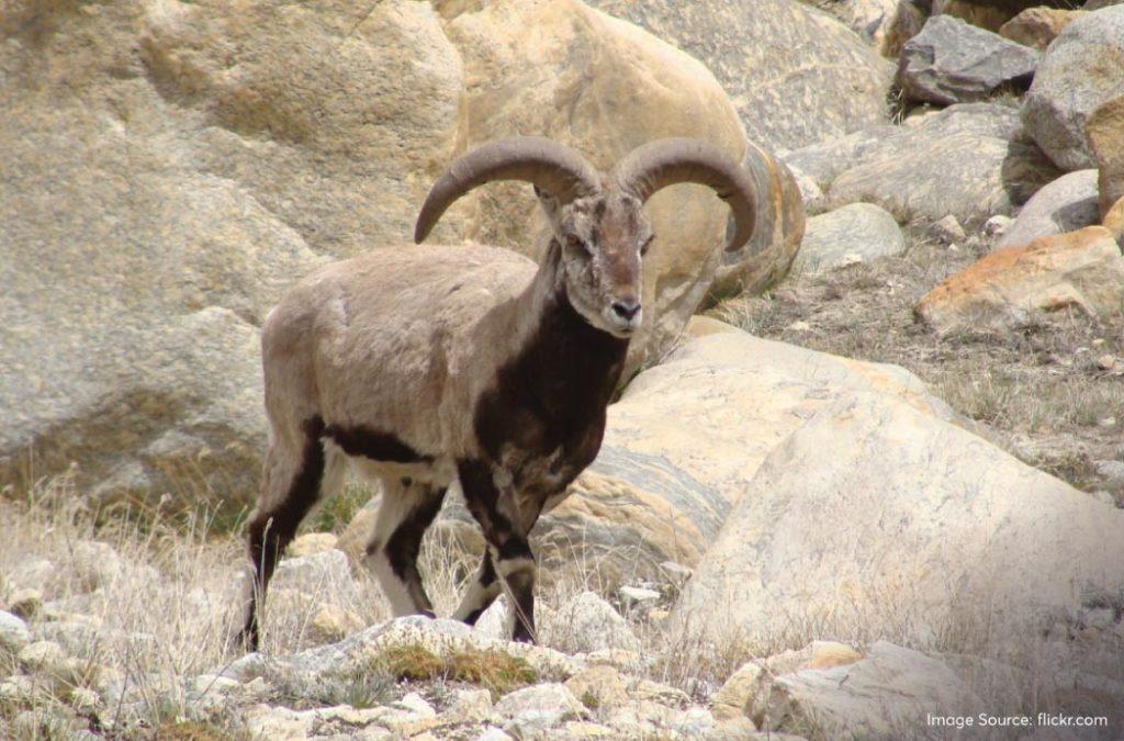 The Himalayan Blue Sheep is also referred to as ‘Bharal’ by the locals.