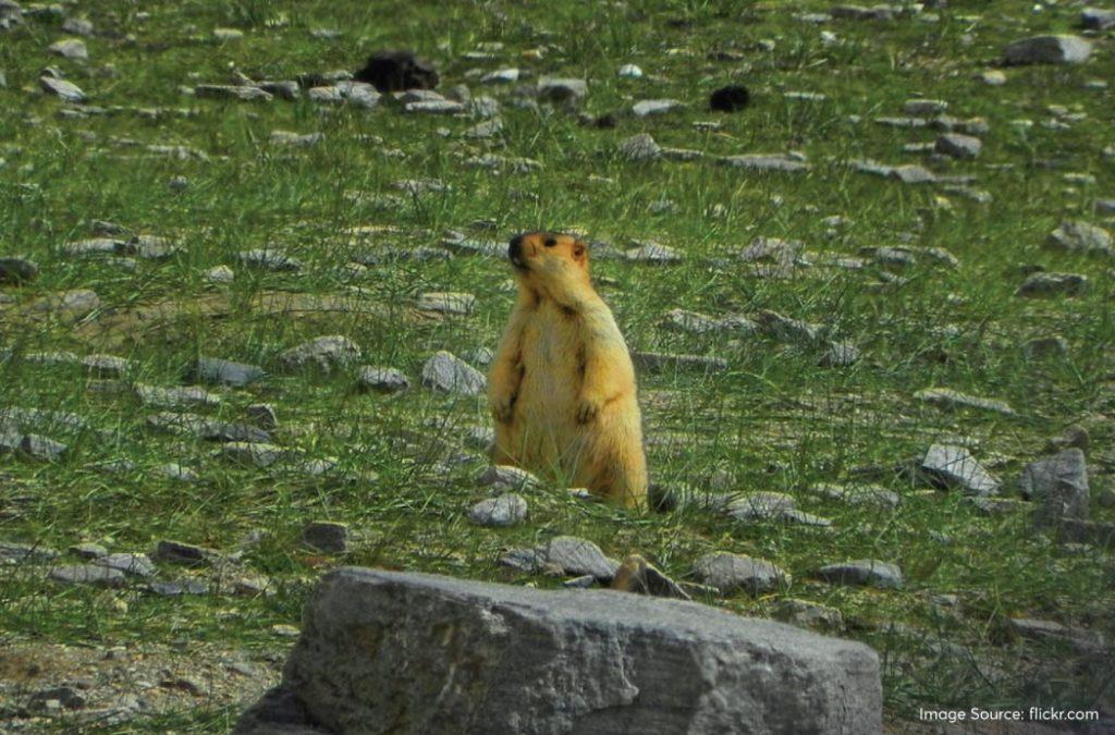 The Himalayan Marmots are large ground squirrels that are very social. 