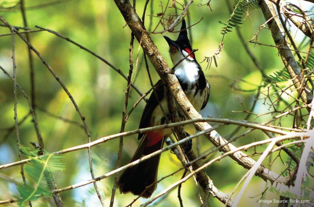 It is said that he named the place ‘Silent Valley’ because it was devoid of the noisy cicadas and remained more or less quiet.