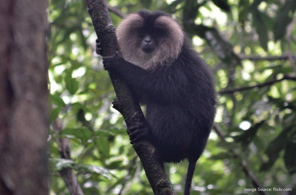 The Lion-Tailed Macaques have a black furry body with a distinct silver-white mane surrounding their face, something that resembles the name of a lion. 