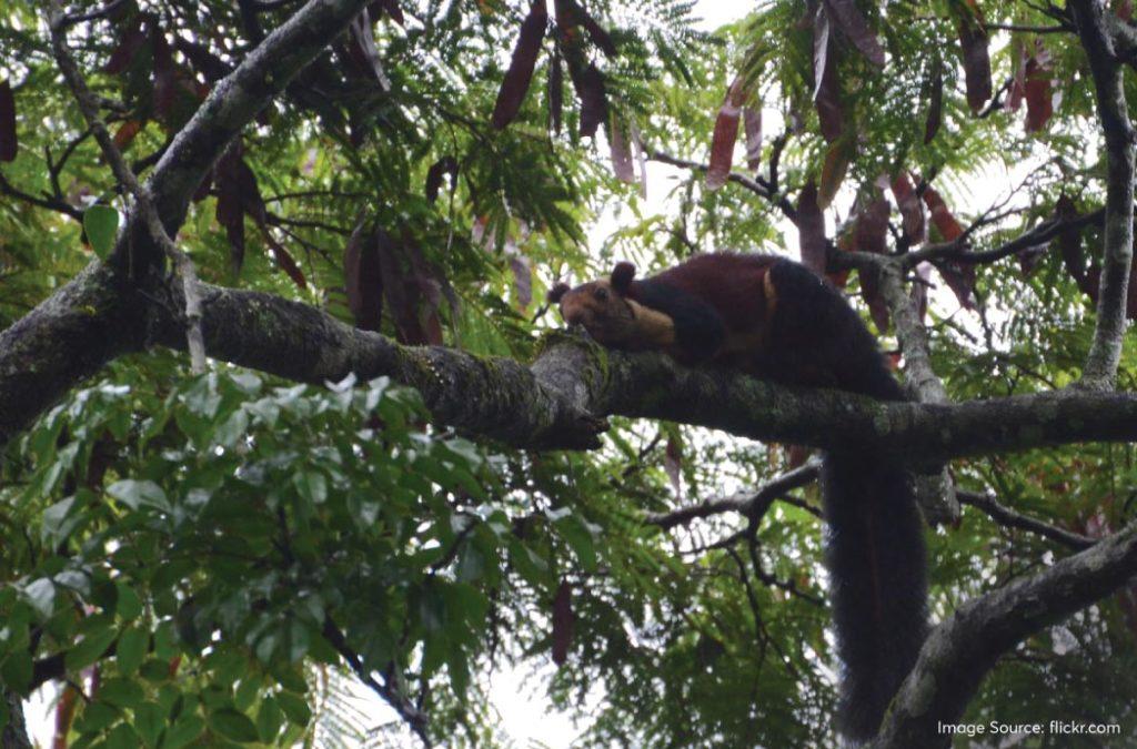 The Malabar Giant Squirrel is an animal with a comparatively larger body than the normal squirrels and has a long, bushy tail. 