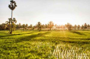 Mankulam: A Quiet Corner In Idukki's Serene Landscape!