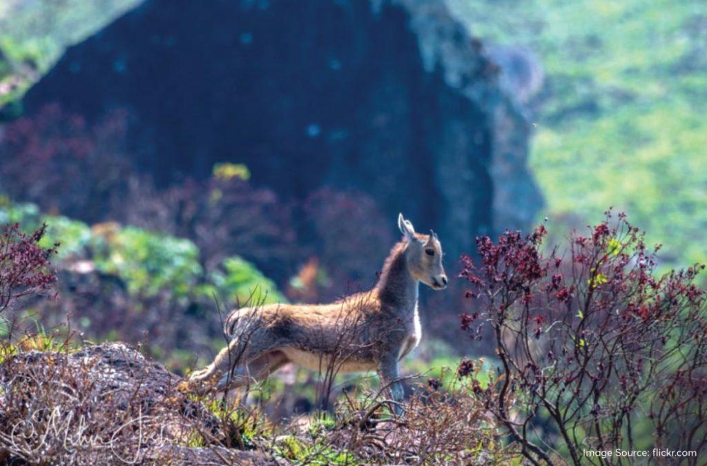 Nilgiri Tahr is a unique mountain goat that is endemic to the Nilgiris and the Western Ghats in general. 