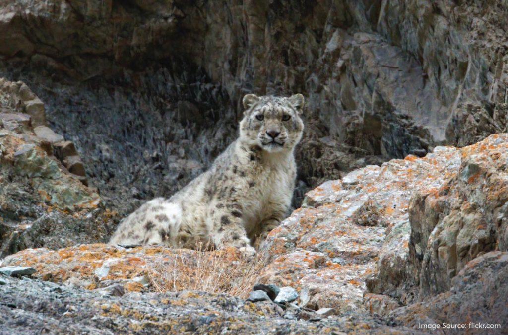 The snow leopard is the apex predator of Hemis National Park and the whole protected area was established to help this rare species to reproduce and proliferate without external threats.