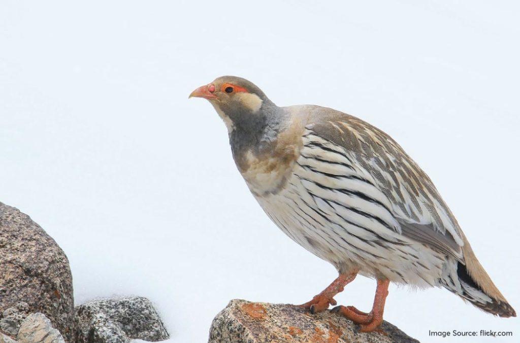 Unlike the Golden Eagle, the Tibetan Snowcock is a bird that mostly dwells on the ground and feeds on seeds, leaves and insects. 