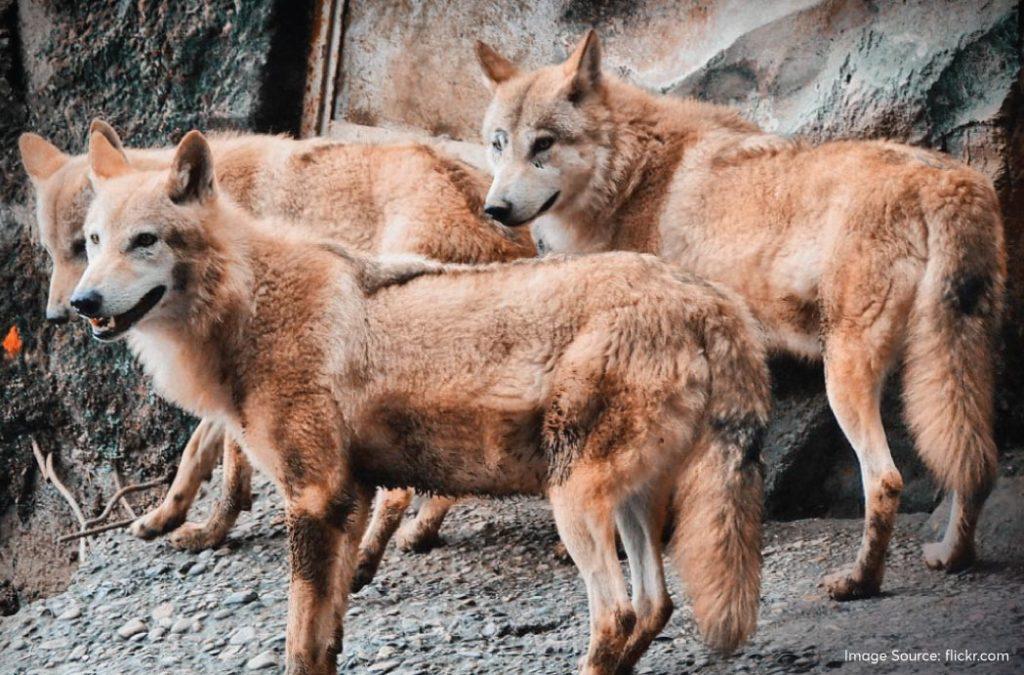 The Tibetan Wolf is another predator that you will come across in the Hemis National Park.