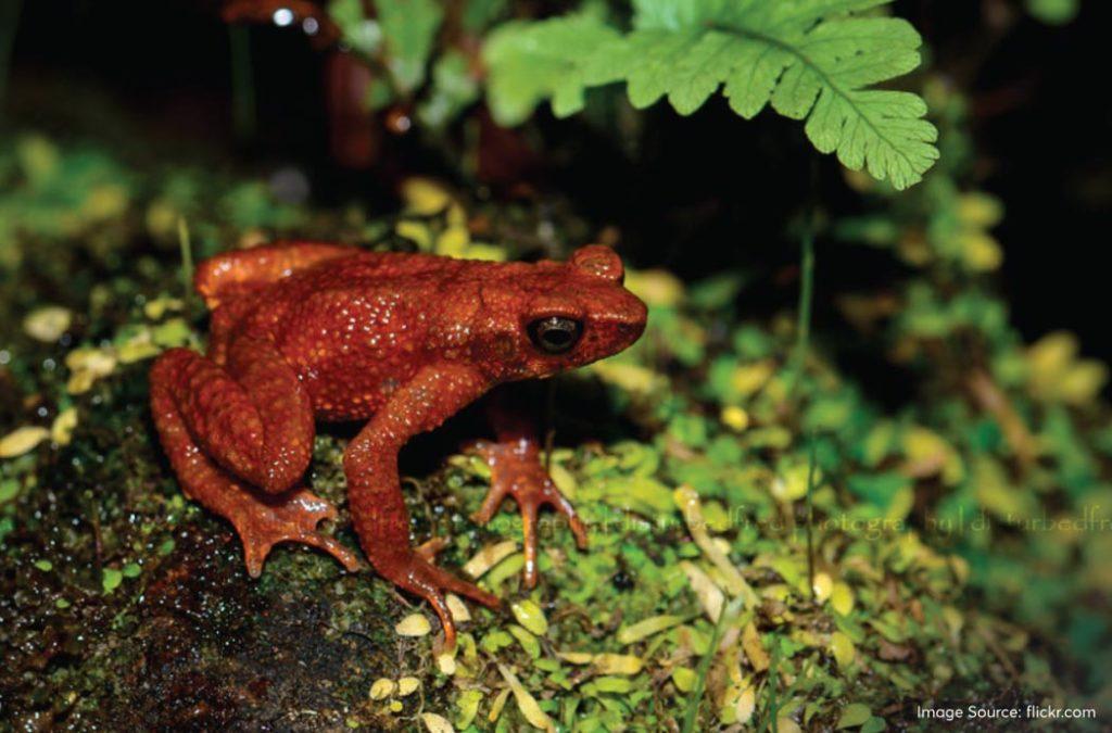 The Torrent Toad is an amphibian that you will find in the fast-flowing stream of the Kunthi River that flows through the evergreen forest of Silent Valley National Park. 