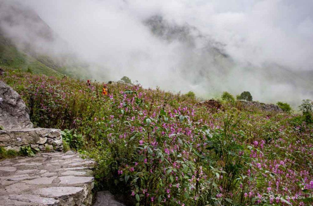 Check out all details for the valley of flowers trek