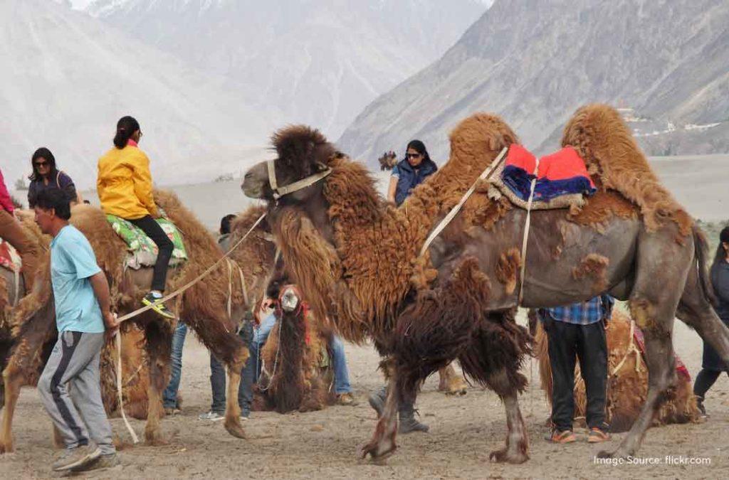 Check Nubra Valley travel guide for all details