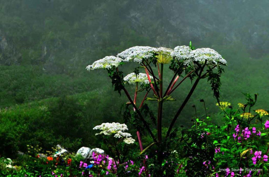 Check out all details for the valley of flowers trek