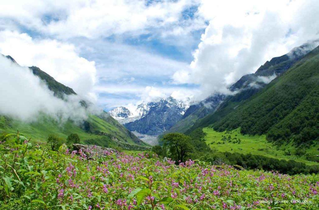 Check out all details for the valley of flowers trek