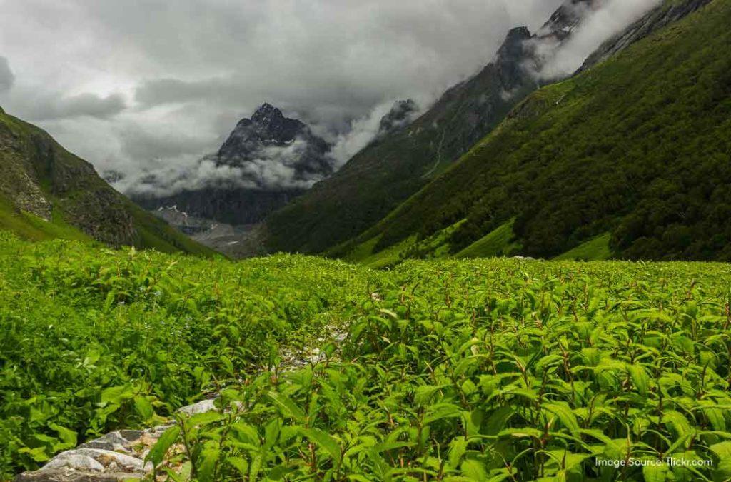 Check out all details for the valley of flowers trek