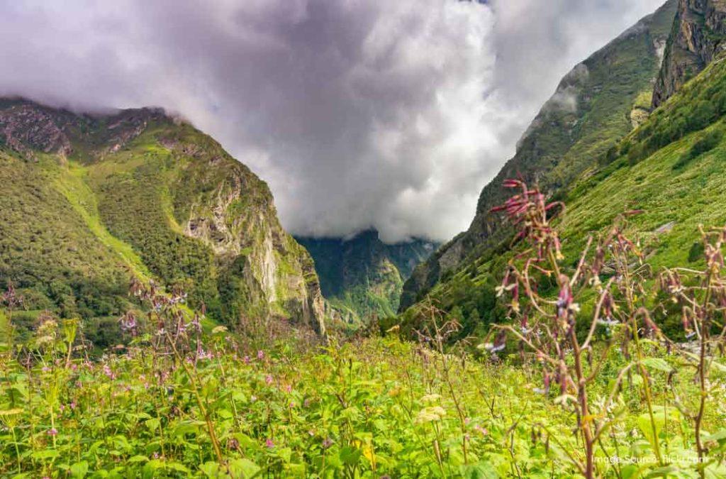 Check out all details for the valley of flowers trek