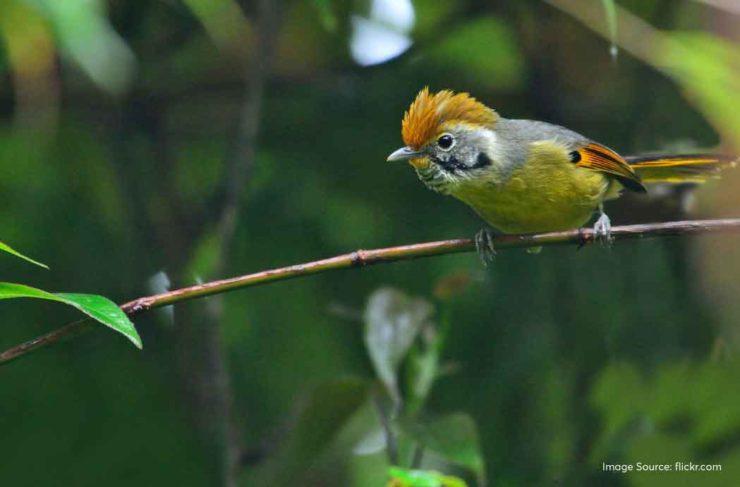 Netora Harley Places to Visit in Kalimpong: A Gateway to the Eastern Himalayan Wonder