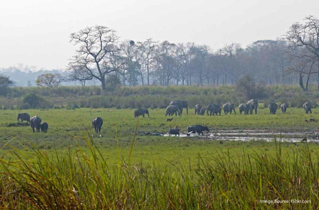 Check all details about Kaziranga National Park 