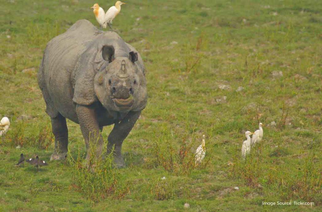 Check all details about Kaziranga National Park 