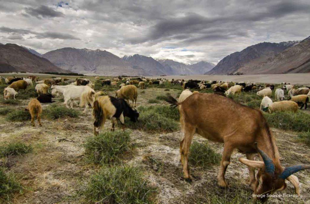 Check Nubra Valley travel guide for all details