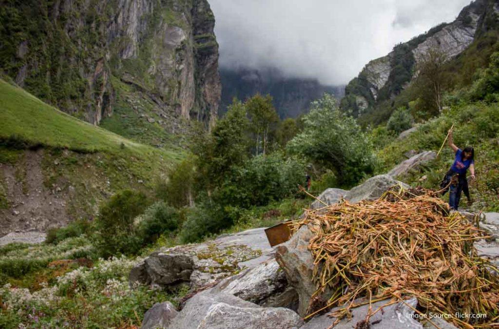 Check out all details for the valley of flowers trek