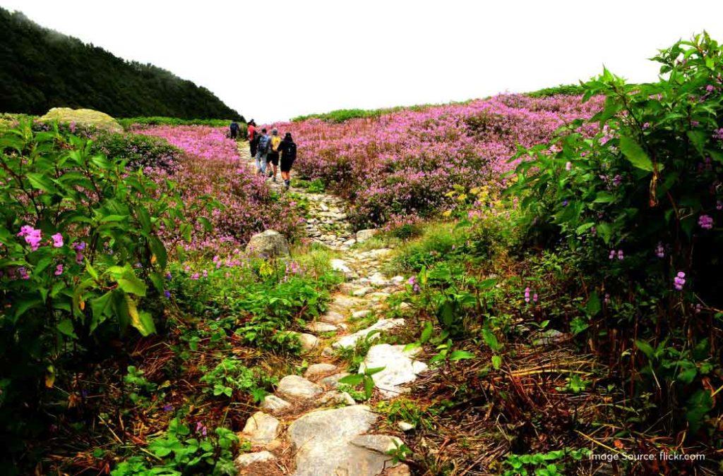 Check out all details for the valley of flowers trek