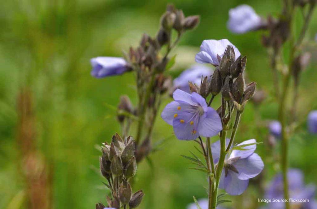 Check out all details for the valley of flowers trek