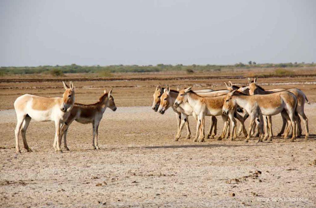 Zainabad (Wild Ass Sanctuary), exceptional spot is one of the places to visit in Gujarat