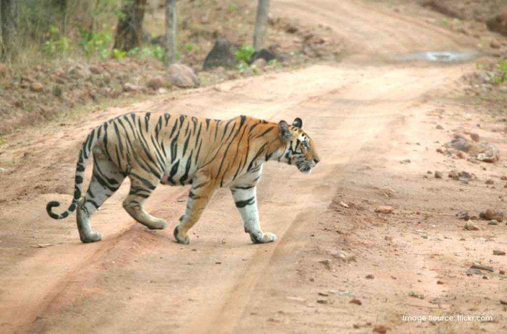 Achanakmar Wildlife Sanctuary is one of the best tourist places to visit in Chhattisgarh for wildlife lovers and birdwatchers.