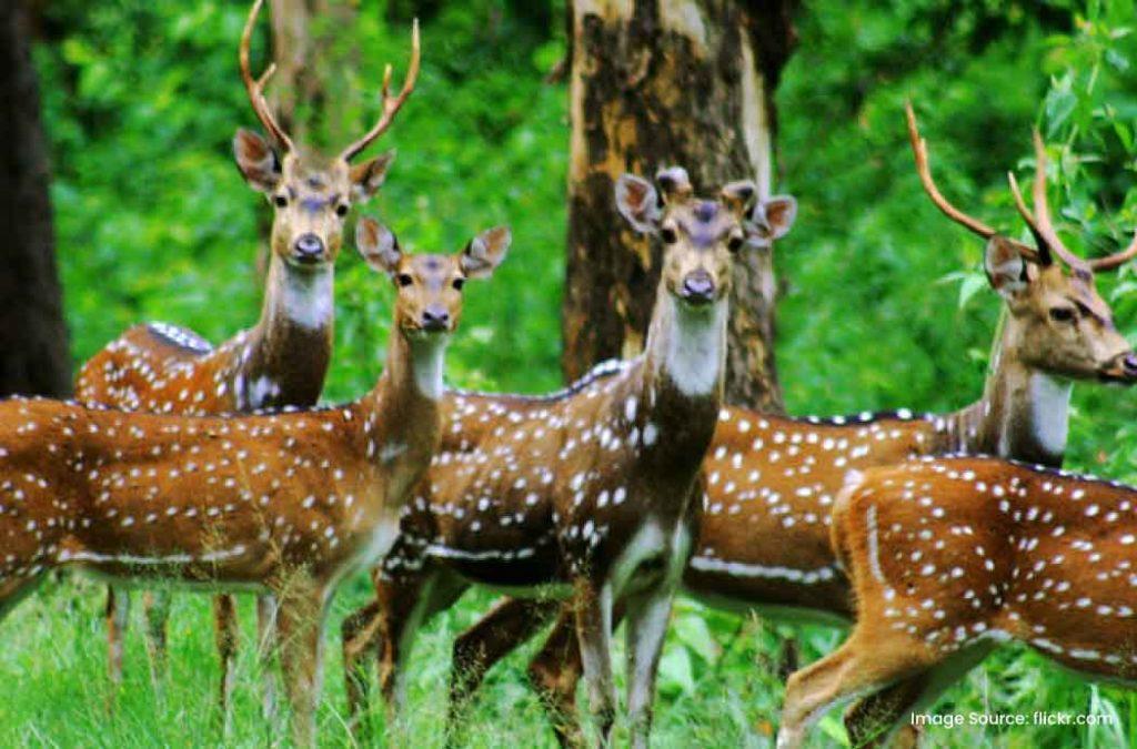 Barnawapara Wildlife Sanctuary is one of the famous tourist places to visit in Chhattisgarh for birdwatchers.