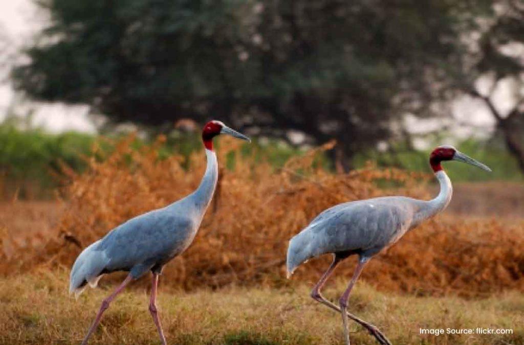 Kanger Valley National Park is one of the famous places to visit in Chhattisgarh for nature lovers.