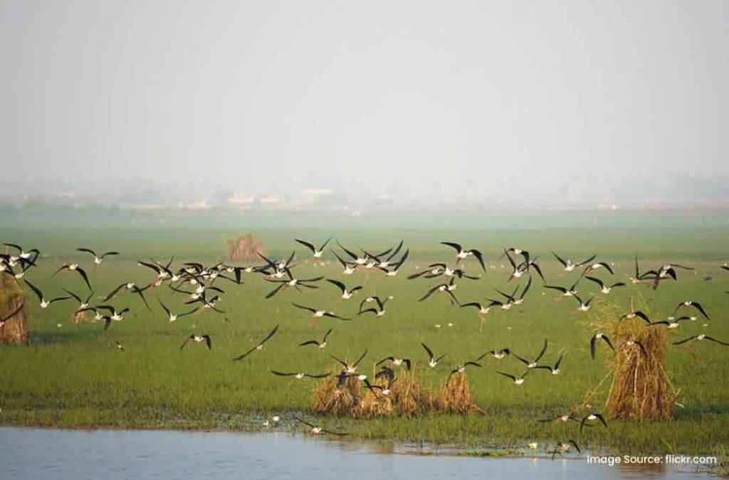 Experience  serenity at Kolleru Lake, one of the famous places to visit in Andhra Pradesh for birdwatchers.