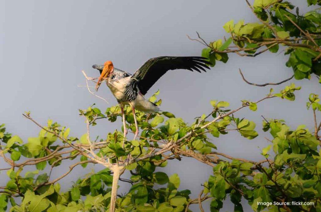 Kumarakom Bird Sanctuary is one of the best places to visit in Kottayam for birdwatchers.