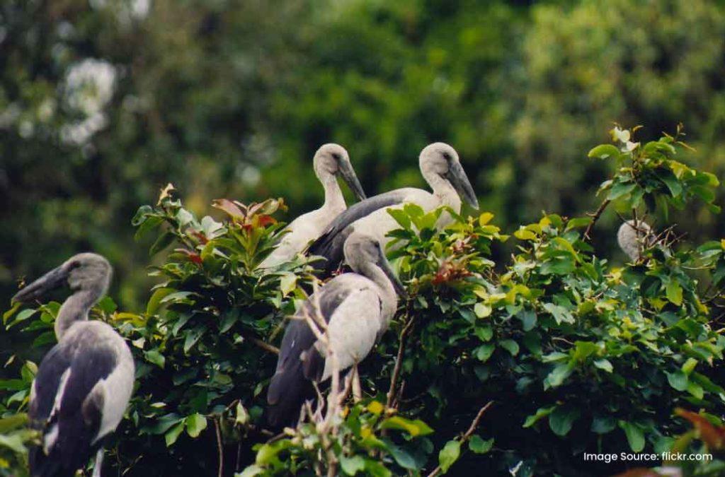 Mangalavanam Bird Sanctuary is one of the popular places to visit in Ernakulam for birdwatchers and nature lovers.