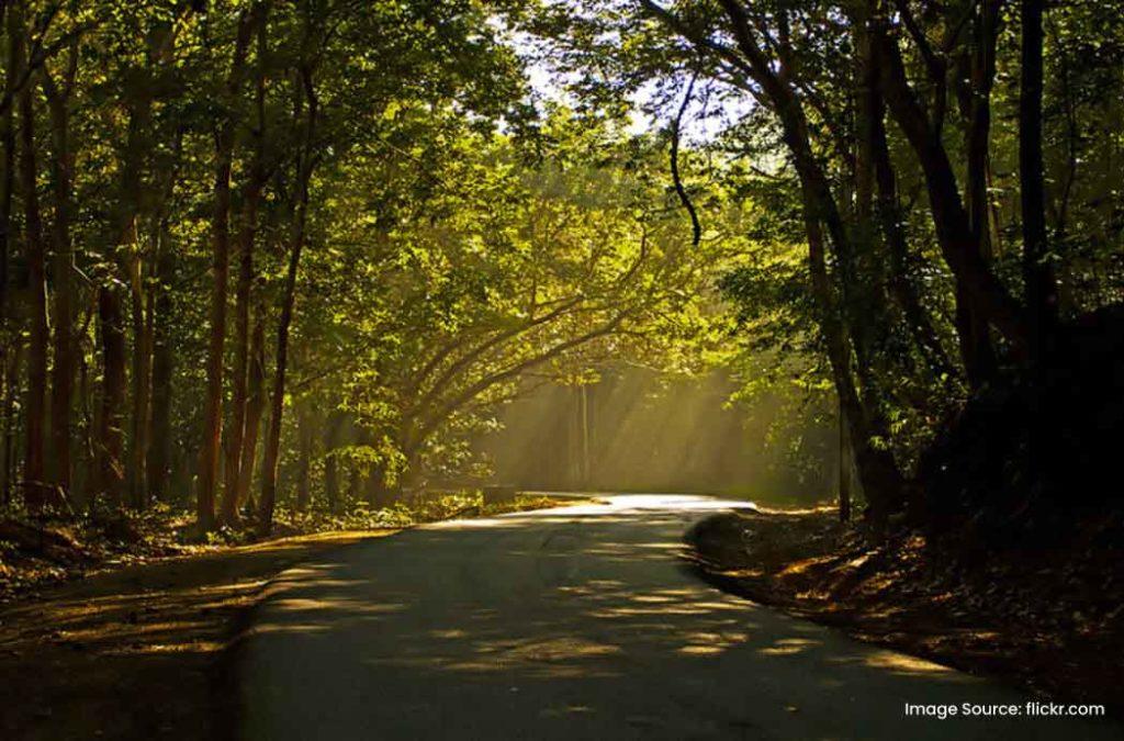 Witness the Maredumilli forests one of the places to visit in Andhra Pradesh for nature's retreat.