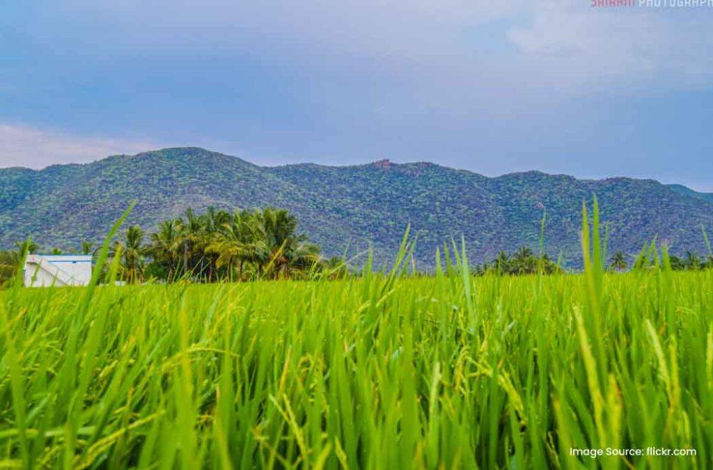 Pachamalai Hills is one of the fascinating places to visit in Trichy.