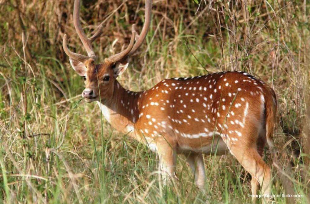 Sitanadi Wildlife Sanctuary is one the best wildlife tourist places to visit in Chhattisgarh.