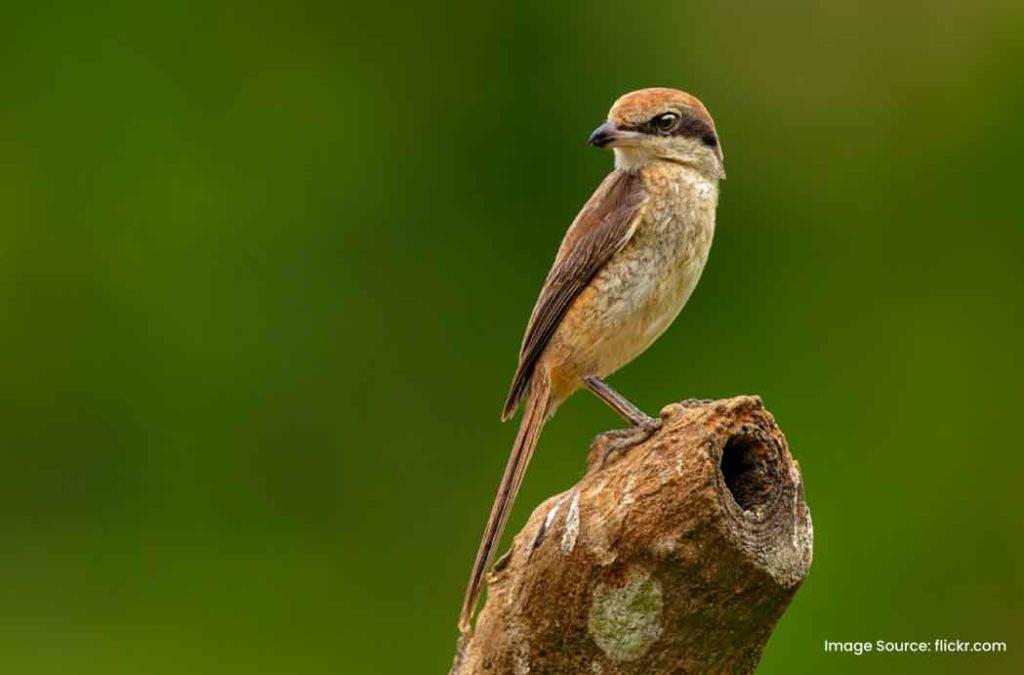 Experience a peaceful and serene getaway at Thattekkad Bird Sanctuary, one of the famous places to visit in Ernakulam.