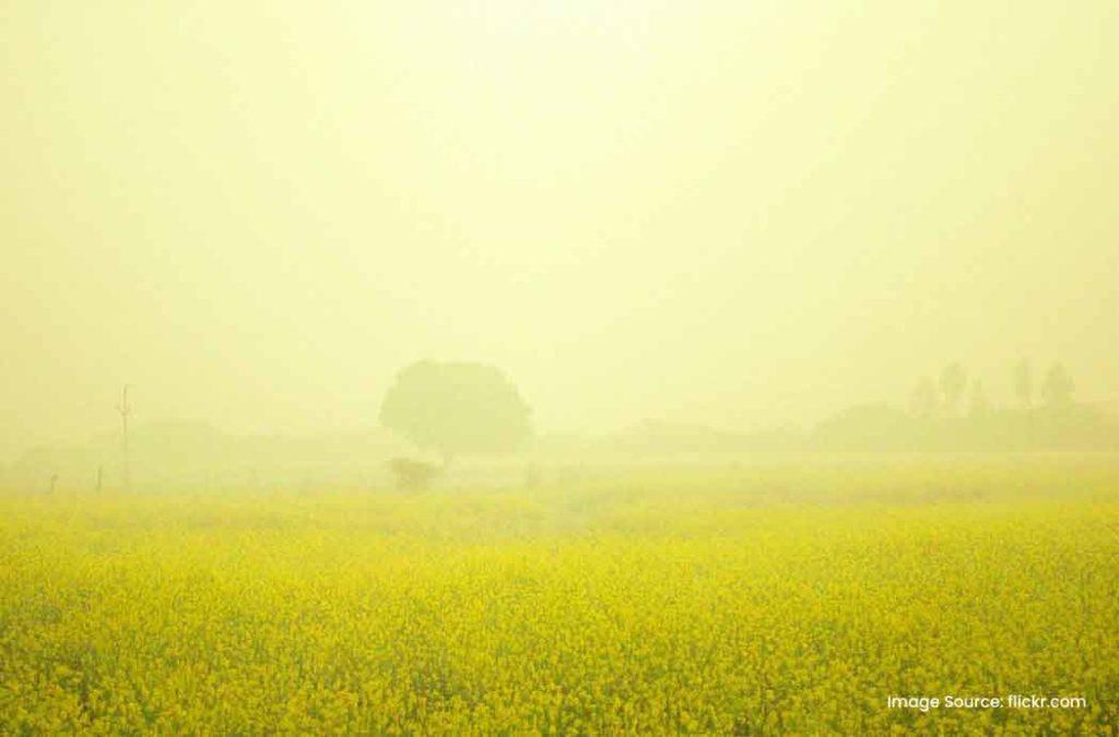 Mustard fields are at full bloom at the time of Vasant Panchami.