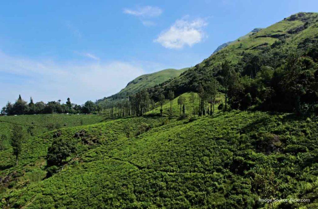 Explore tea gardens in Wayanad on a long weekend in March 2025.