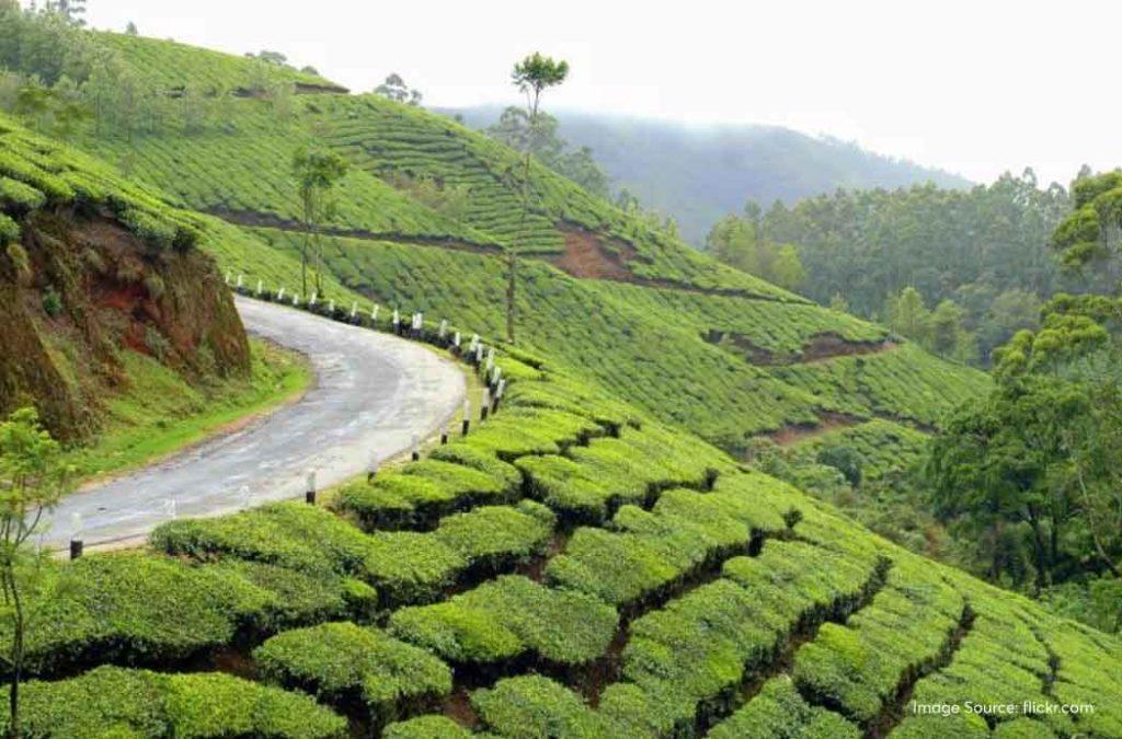 Immerse in the beauty of misty hills of Munnar on a long weekend in May 2025.